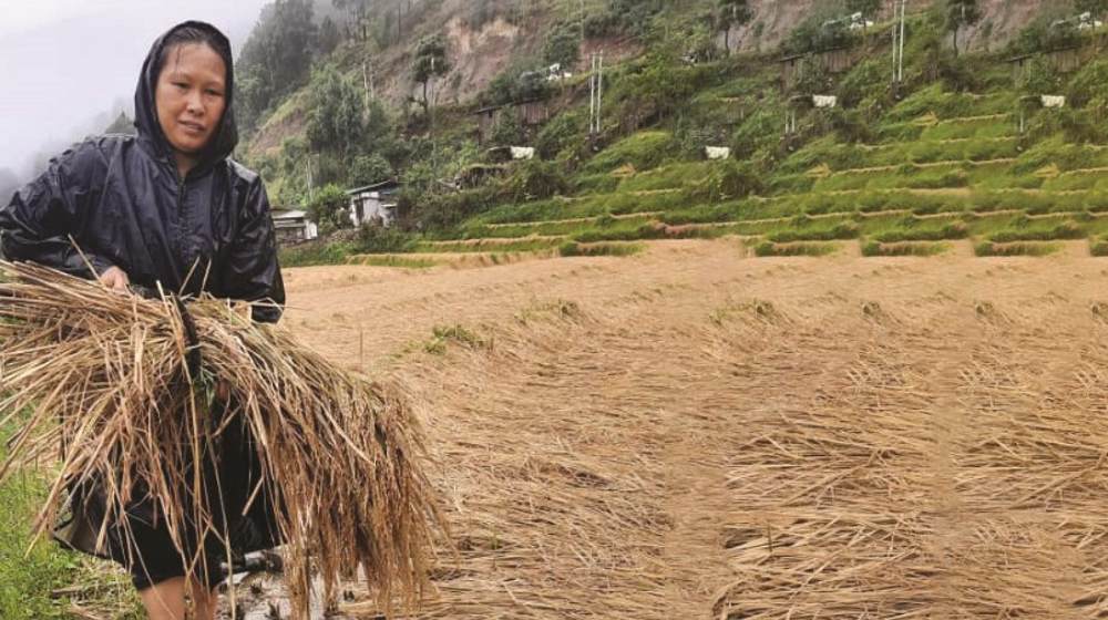 A farmer collects damaged paddy following incessant rain drenched harvested paddy crops across the country in October, 2021. © Kuensel