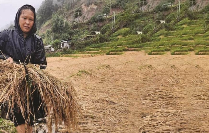 A farmer collects damaged paddy following incessant rain drenched harvested paddy crops across the country in October, 2021. © Kuensel